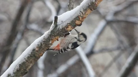 Woodpecker on the birch Stock Footage 70294033