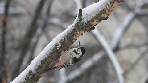 Woodpecker on the birch Stock Footage 70294099