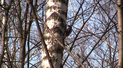 Woodpecker on a birch tree Stock Footage 67336633