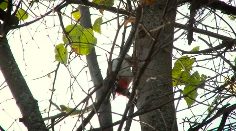 Woodpecker on the Birch Working. Summer Stock Footage 67516232