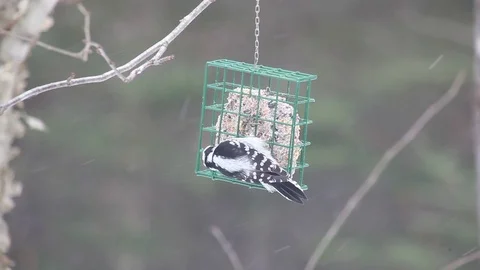 Woodpecker On A Bird Feeder While It Snows 库存影片 71558550