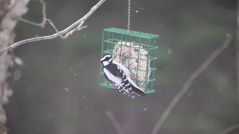 Woodpecker On A Bird Feeder While It Snows 库存影片 71585395