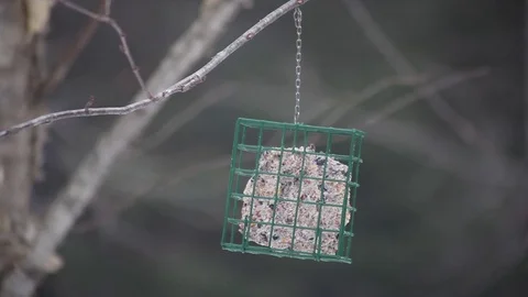 Woodpecker On A Bird Feeder While It Snows 库存影片 71585579