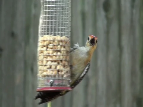 WoodPecker bird Stock Footage