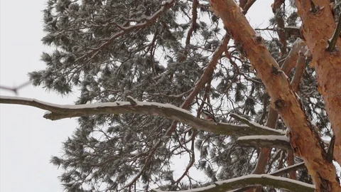 Woodpecker bird Stock Footage 100777791