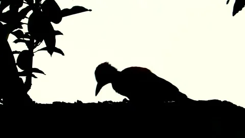 Woodpecker bird Stock Footage 291915550