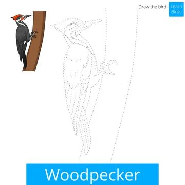 Woodpecker bird learn to draw vector Stock Illustration