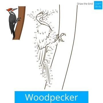 Woodpecker bird learn to draw vector Stock Illustration