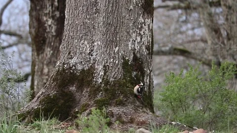 Woodpecker Bird Pecking On Tree Stock Footage 157024739