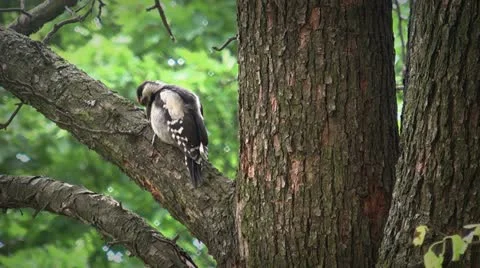 Woodpecker on branch Stock-Footage 11296930