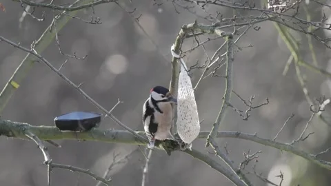 Woodpecker on a branch in the forest eats bird food Stock Footage 281261712