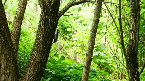 A woodpecker burrows through the trees in the forest. Vídeo Stock 241576791