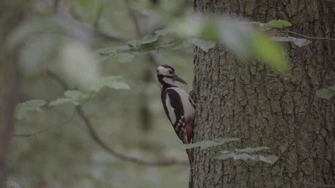 The woodpecker caught the insect and eats it Stock Footage