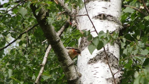 Woodpecker chick 스톡 동영상 244155145