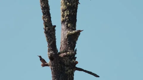 Woodpecker climbing a dead tree trunk at Nevado de Colima National Park in Stock Footage 345510200
