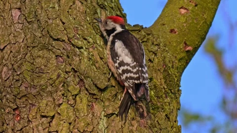 Woodpecker climbing tree trunk while foraging recorded in slow motion with .. Video stock 334036461