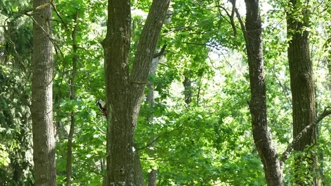 The woodpecker climbs a tree. Video stock 116791893