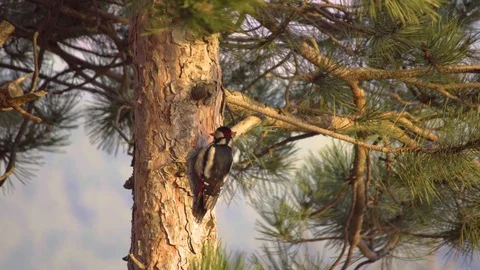 Woodpecker in coniferous forest-4K-30fps Stock Footage