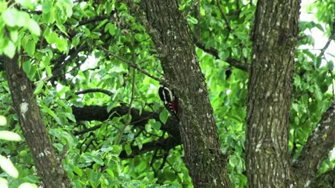 Woodpecker on a deciduous tree Video stock 170391316