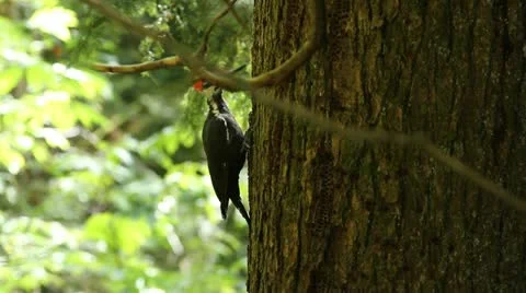 Woodpecker digging holes on a tree Video stock 12454008