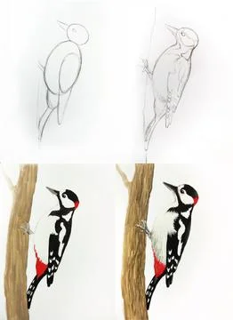 Woodpecker drawing tutorial steps. Bird sketch artwork educational guidance. Art Stock Illustration