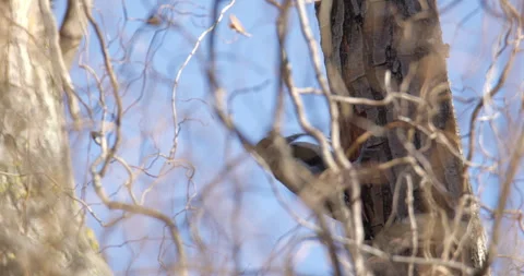 A woodpecker drumming on a tree behind branches against blue sky Stock Footage 260087976