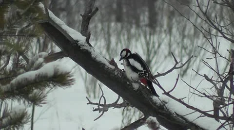 Woodpecker on a dry tree Stock Footage 10593577