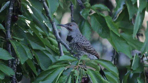 Woodpecker eating cherry Video stock 171102856