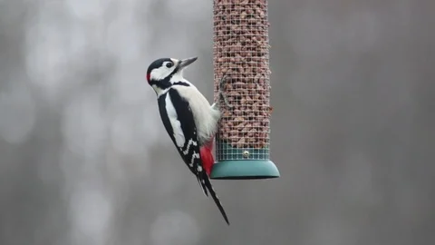 Woodpecker eating peanuts from a feeder Stock Footage 106172400