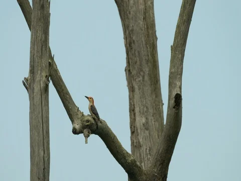 Woodpecker eats from bee nest hanging from tree Video stock 76986237