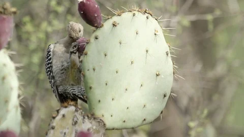Woodpecker eats cacti fruit. Stock Footage 114854192
