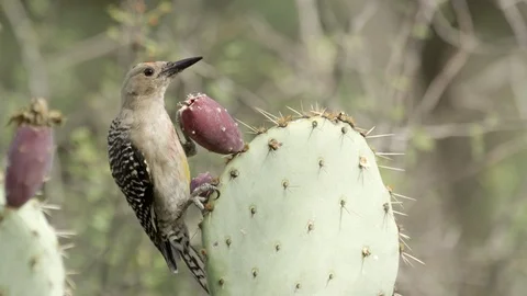 Woodpecker eats cacti fruit.  Stock-Footage 114854529