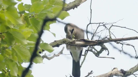 Woodpecker eats a nut Stock Footage 128191122