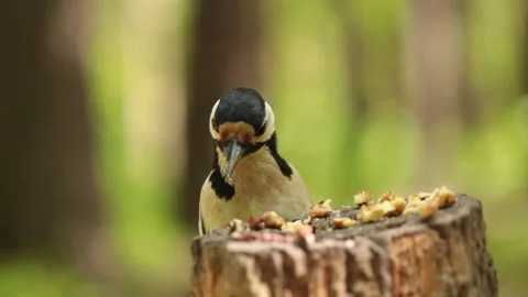 A woodpecker eats a nut on a stump with the sounds of the forest. Stock-Footage 241510851