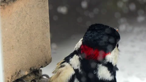 Woodpecker eats seed from a feeder Video stock 333581741