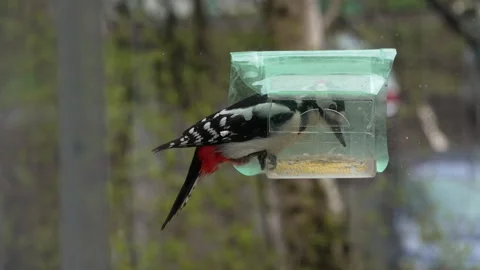 Woodpecker eats seeds from a hanging feeder Stock-Footage 333503596