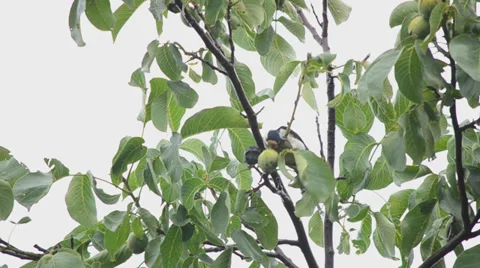 Woodpecker eats walnuts on a tree Stock Footage 30317719
