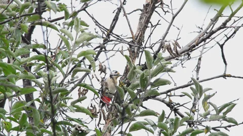 Woodpecker eats walnuts on a tree Stock Footage 30317832