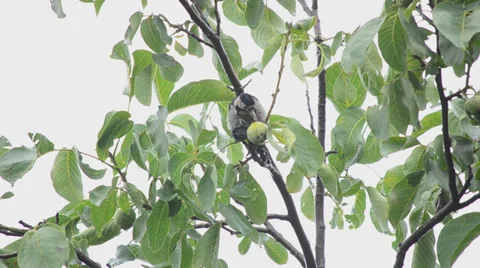 Woodpecker eats walnuts on a tree Vídeos de archivo 30317861