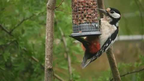 Woodpecker feasts on peanuts while perched on a bird feeder Stock Footage 274497272