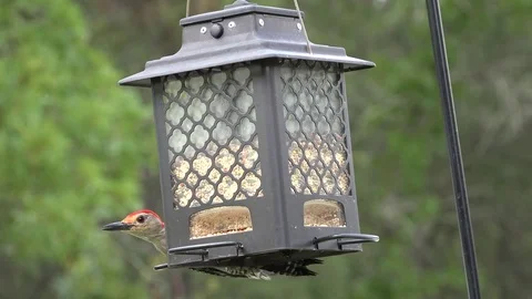 Woodpecker at feeder, 4K Stock Footage 76812272