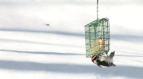 Woodpecker on feeder Video stock 344205