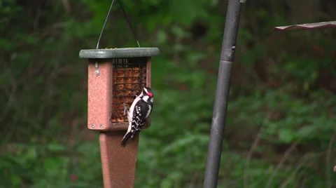 Woodpecker at Feeder Video stock 4698079