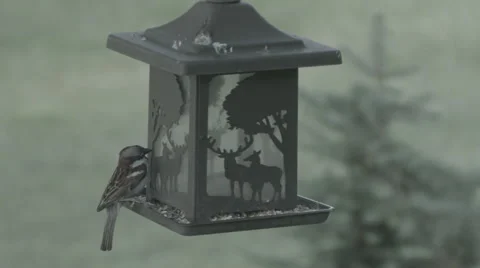 Woodpecker on feeder Stock Footage 52528589