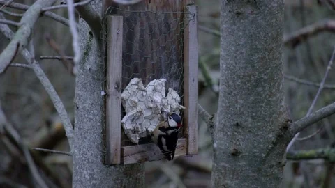 Woodpecker feeding Stock Footage 144079377