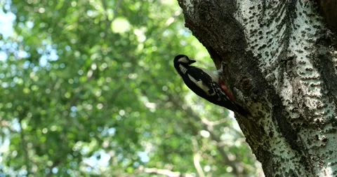 Woodpecker feeds chicks Stock Footage 160591738