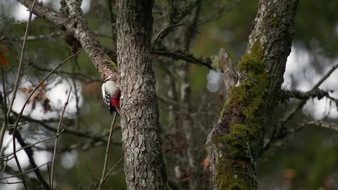Woodpecker Flying away Video stock 74219783