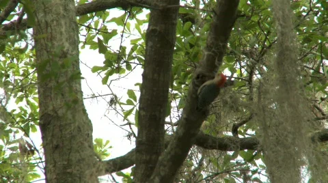 Woodpecker Stock Footage 356410