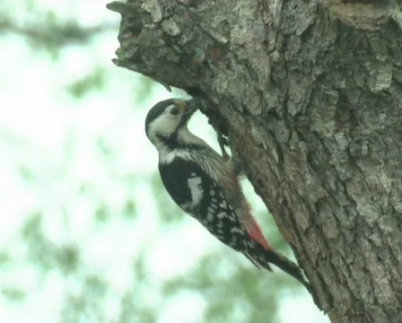 Woodpecker Stock Footage 671188