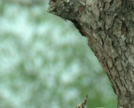  woodpecker Видео 671190